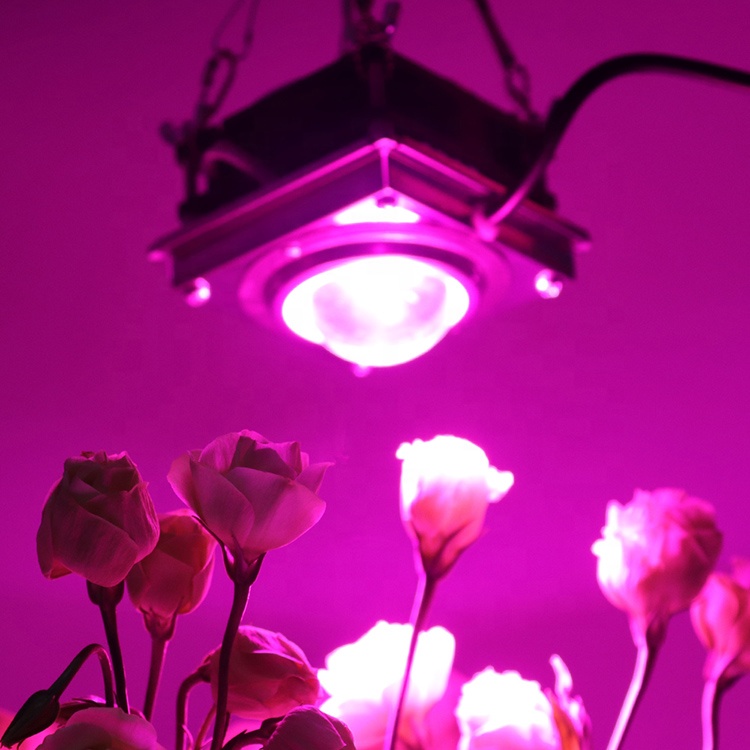 10 лет заводской изготовленный на заказ COB led grow light real 60W 4000K 80Ra 50W DIY Led завод grow light kit