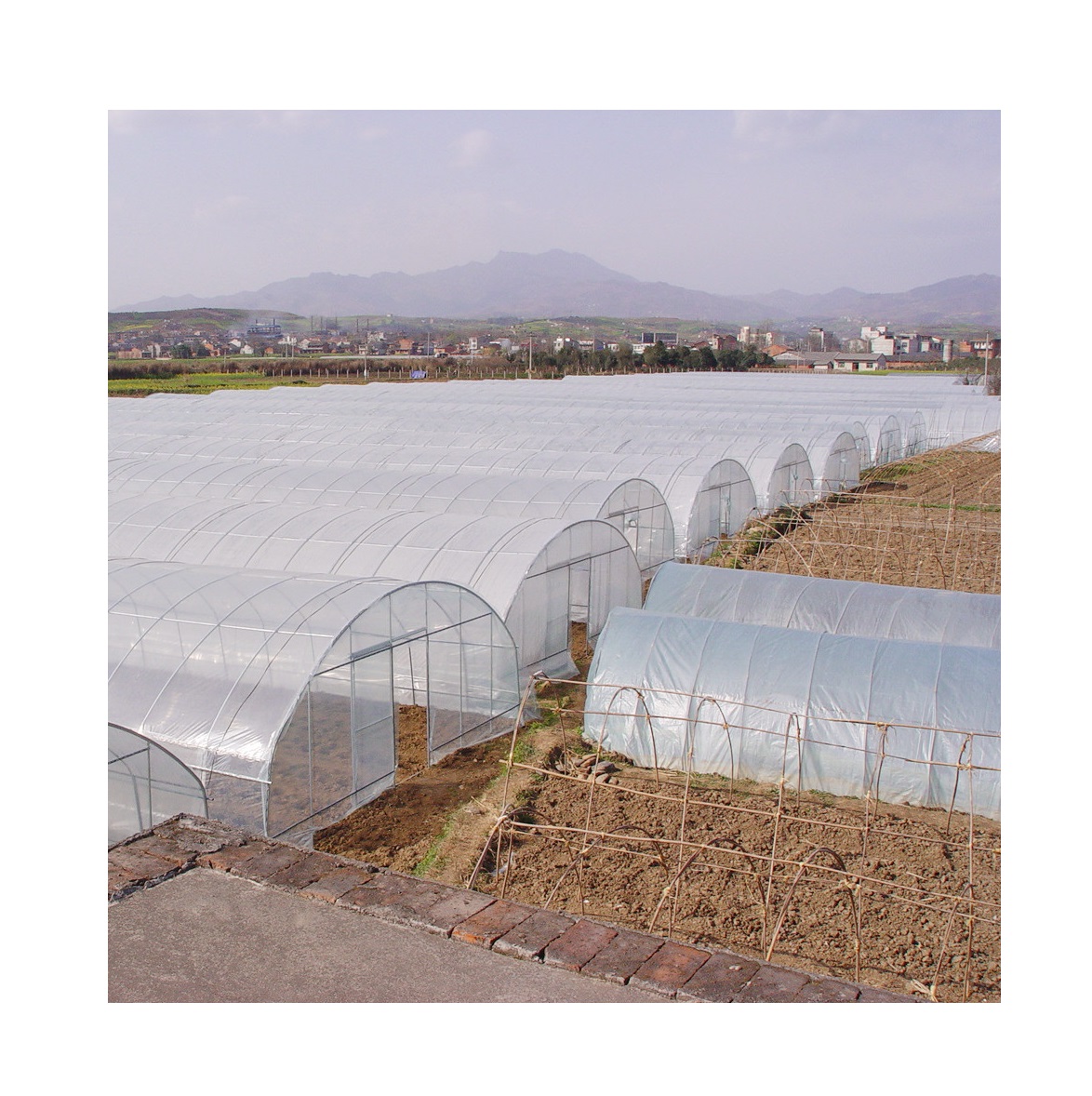 Multi-span Single Span Agricultural Greenhouse Export Single Span Tunnel Dome Film Greenhouse
