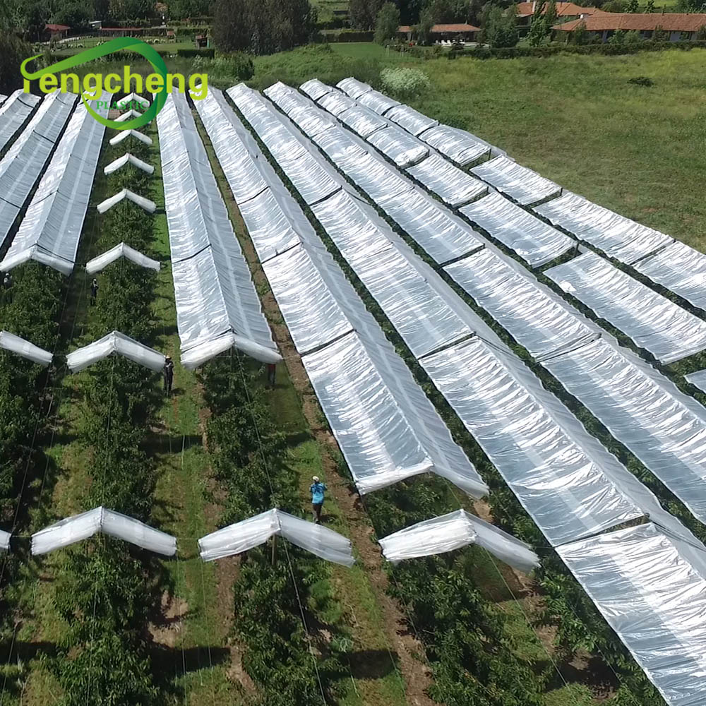 150gsm rainproof pe tarpaulin for cherry trees protect rain covers for cherry crop