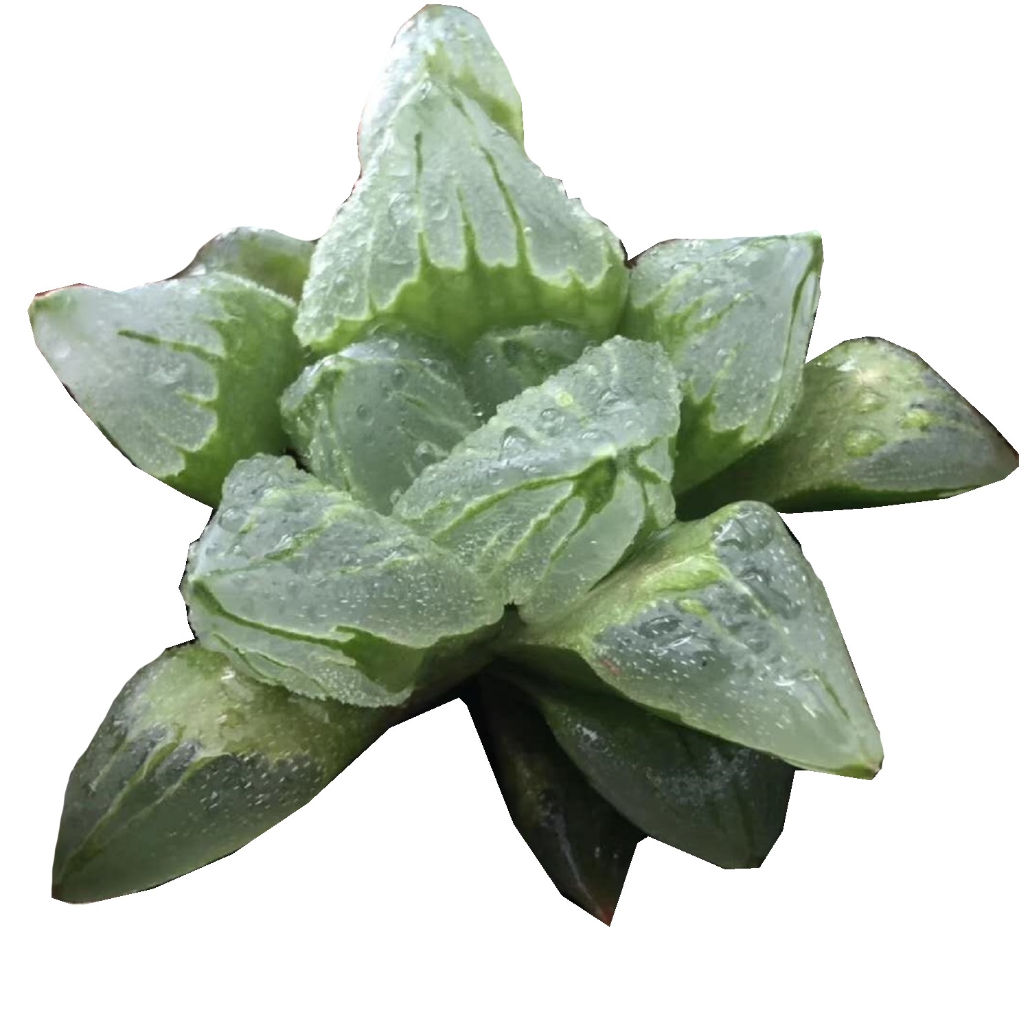 Haworthia атрофа «Ледяной город», редкий суккулент, живое растение 3,5