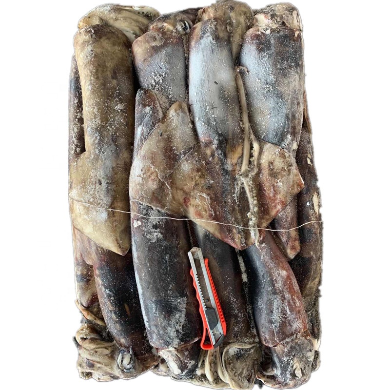 Гигантского кальмара Перу кальмар dosidicus gigas Экваториальная кальмара