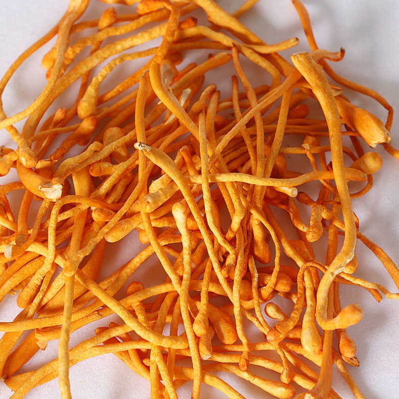 Wholesale Pure Original Cordyceps mushroom Growing Machine Tibet Cordyceps Militaris Powder