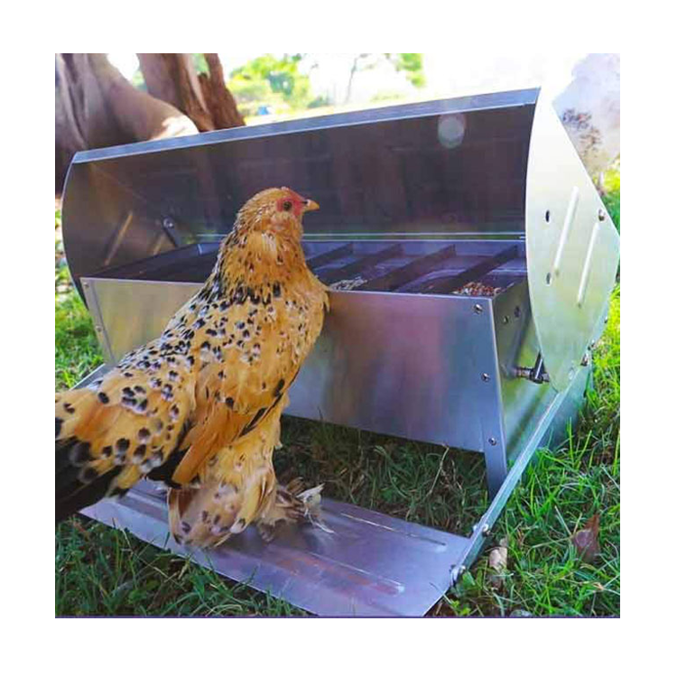 Commercial Chicken Feeders Automatic Chicken Feeders Chicken Automatic Feeders