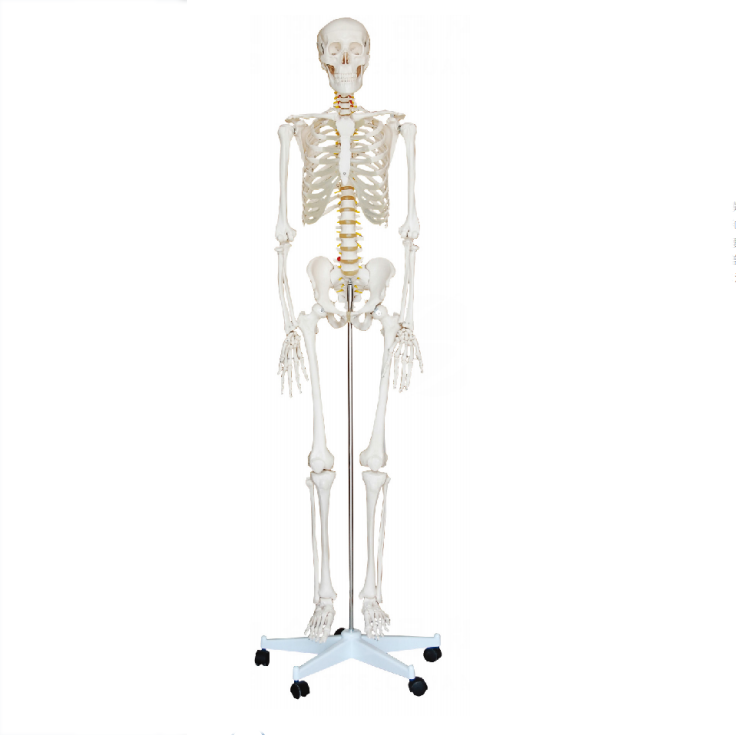 Adult human skeleton model for medical science teaching Plastic skeleton anatomical model