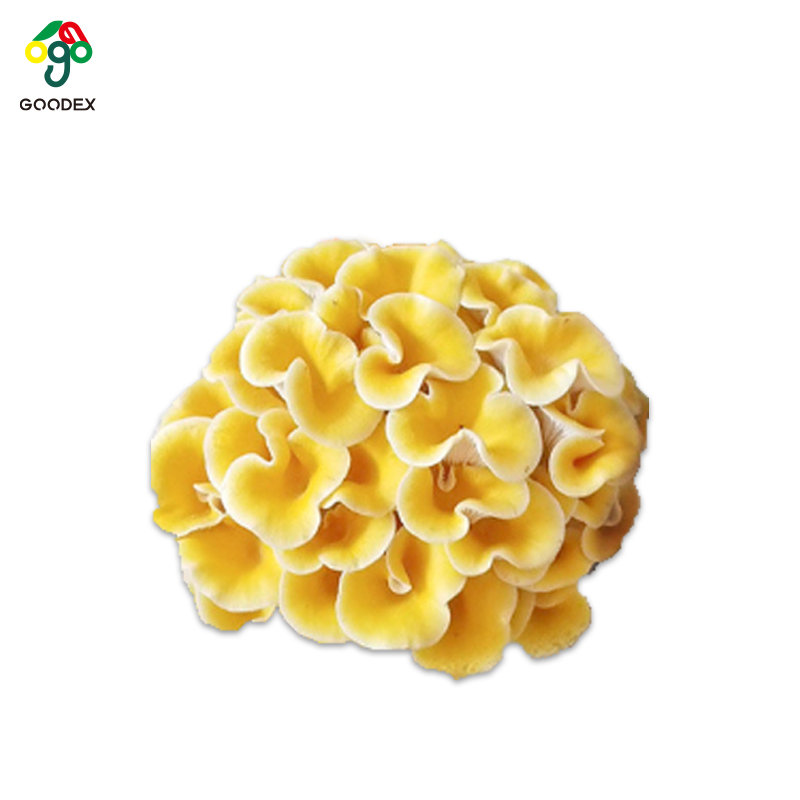 Съедобный фугусный Золотой устричный гриб, гриб удлиненный, Pleurotus citrinopileatus Sing