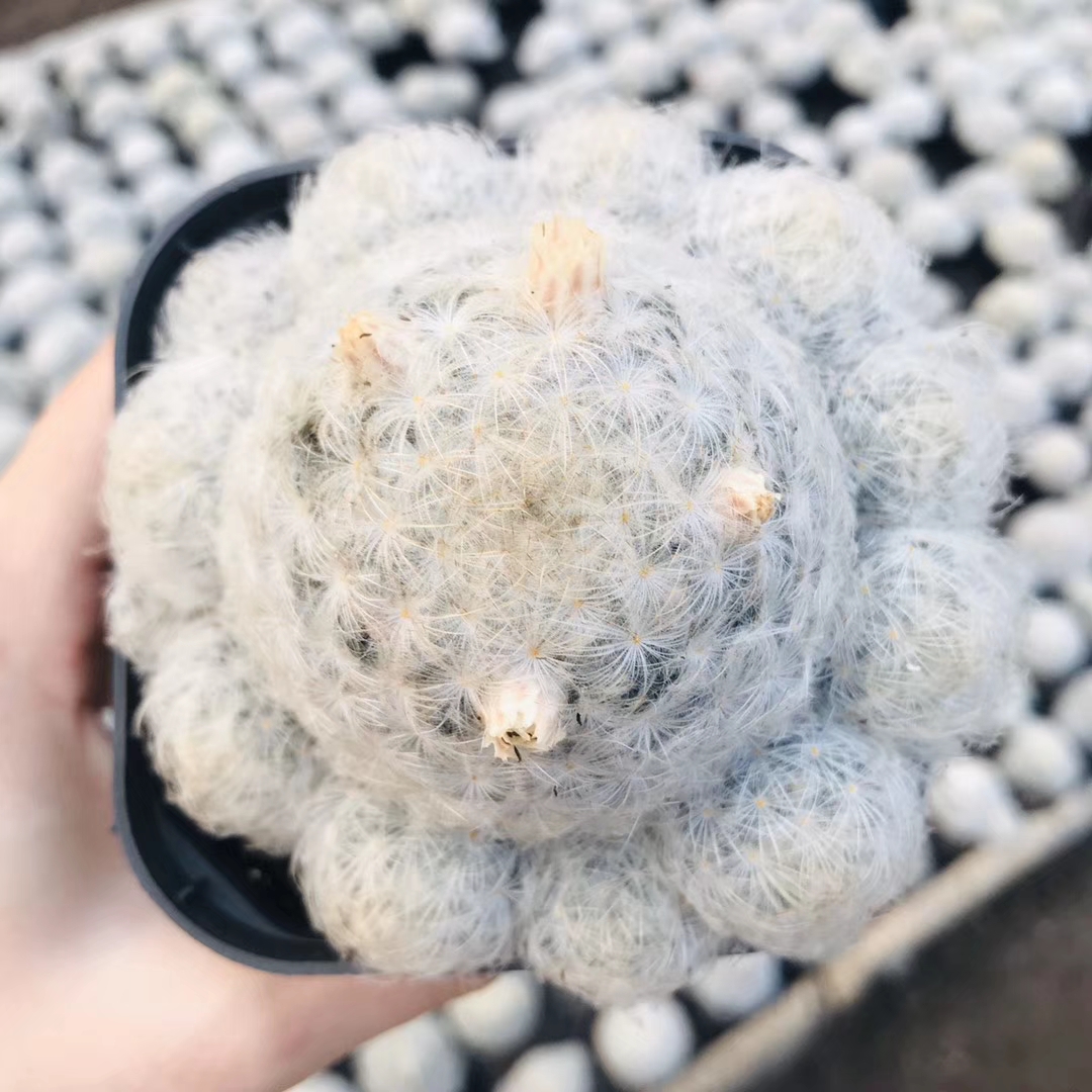 Розовый цветок, оптовая продажа, кактус Mammillaria plumosa, настоящий кактус, натуральное растение, живые древесные растения