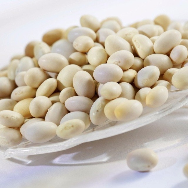 Premium high superior Quality Butter Bean