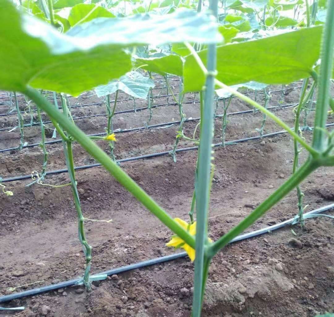 Drip line watering irrigation system