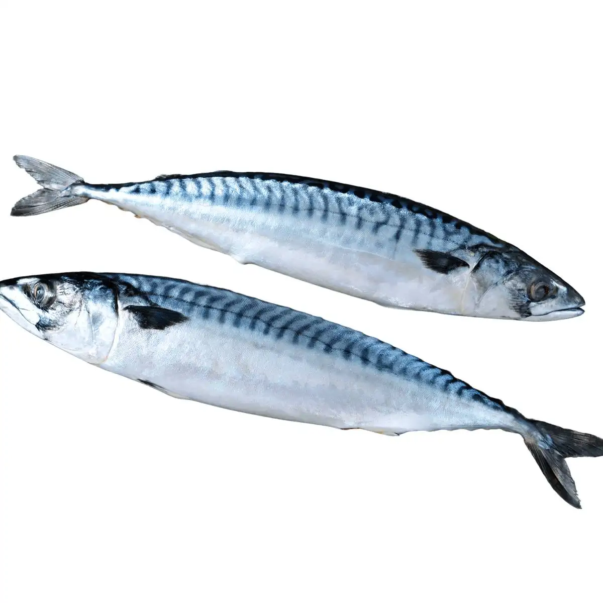 High quality wholesale bulk seafood fresh frozen mackerel fish whole, gutted or decapitated frozen fish