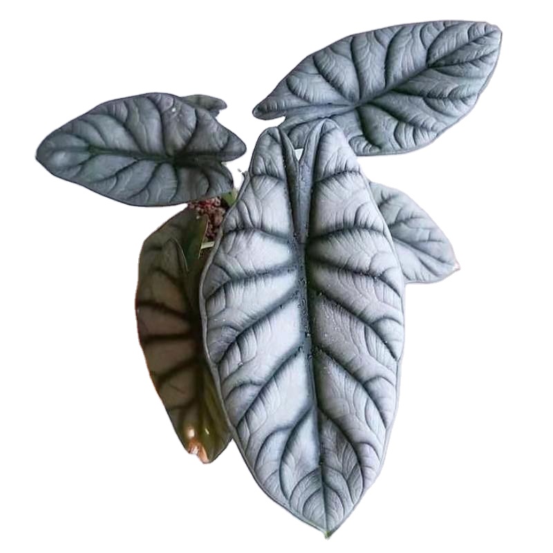 Real plants Alocasia Silver Dragon
