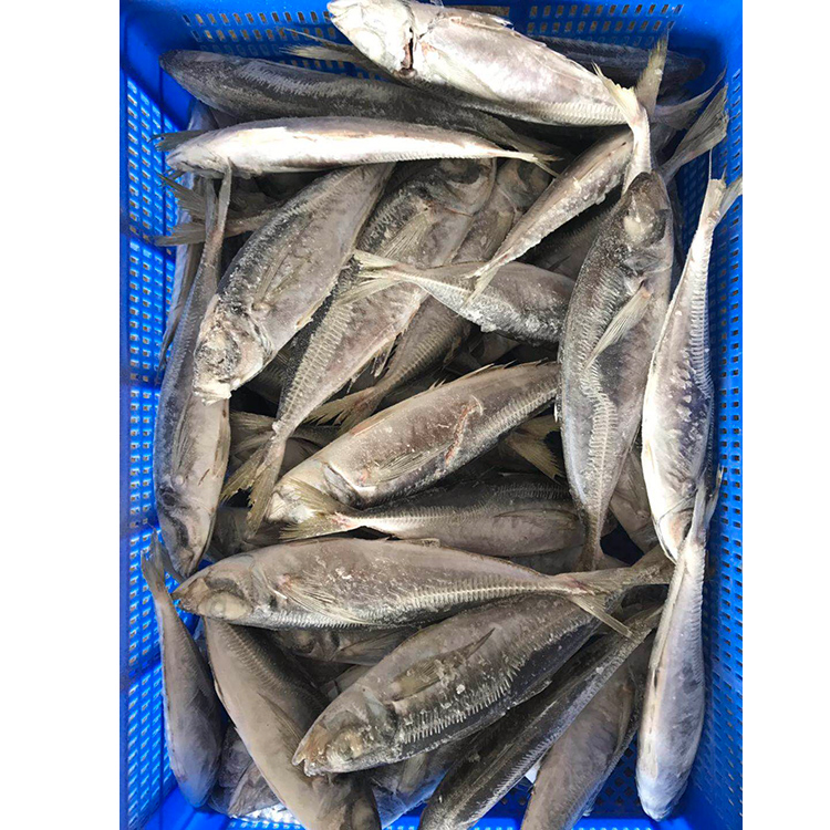 Морепродукты, оптовая продажа, замороженная лошадиная скумбрия, цена