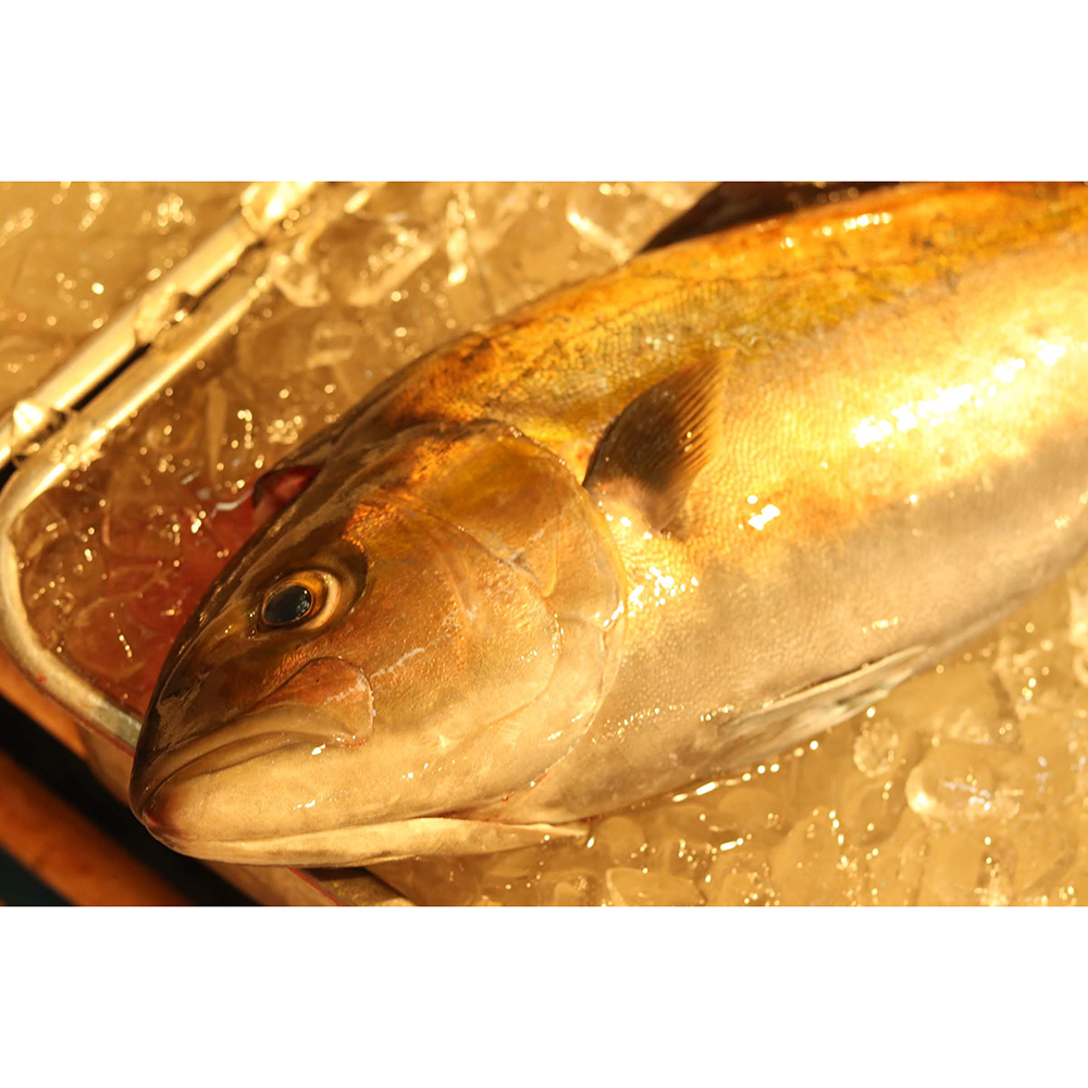 Japanese fresh wild quality seafood whole frozen fish for sale