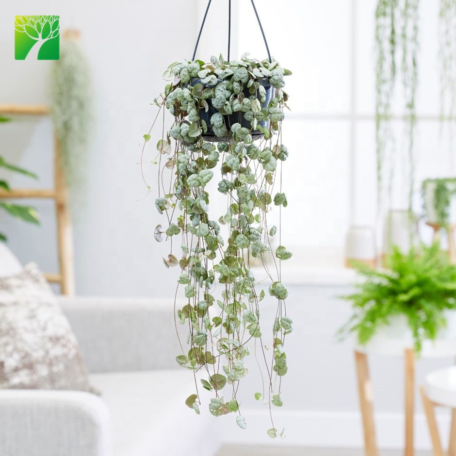 Новейшие украшения для помещений CEROPEGIA WOODII веревка сердец висячая корзина растения живой суккулент