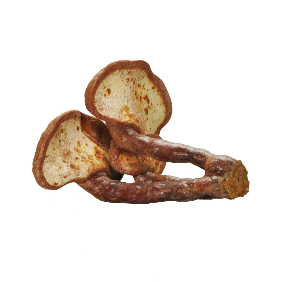Сушеный цельный дикий Ганодерма Lucidum Sinensis фруктовый гриб Lingzhi Red Reishi