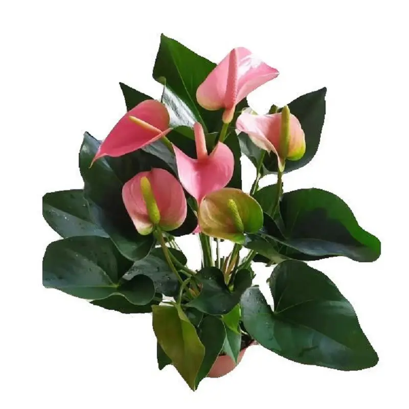 Cheap hot sale real beautiful anthurium andraeanum Linden flower seedling anthurium plant