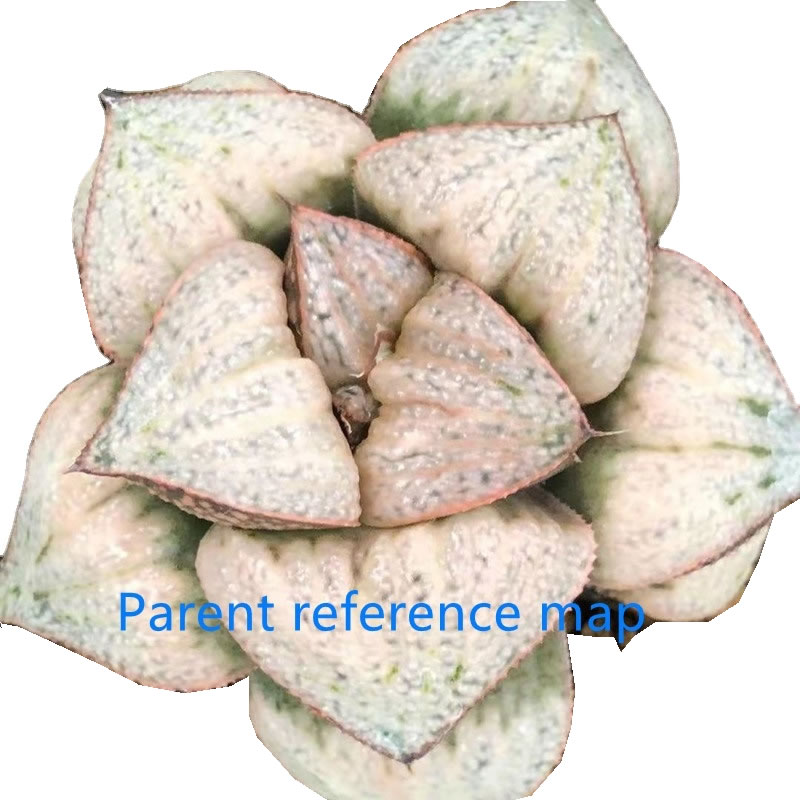 Природные Редкие hotsellings мини сочные Haworthia splendens Taj Mahal