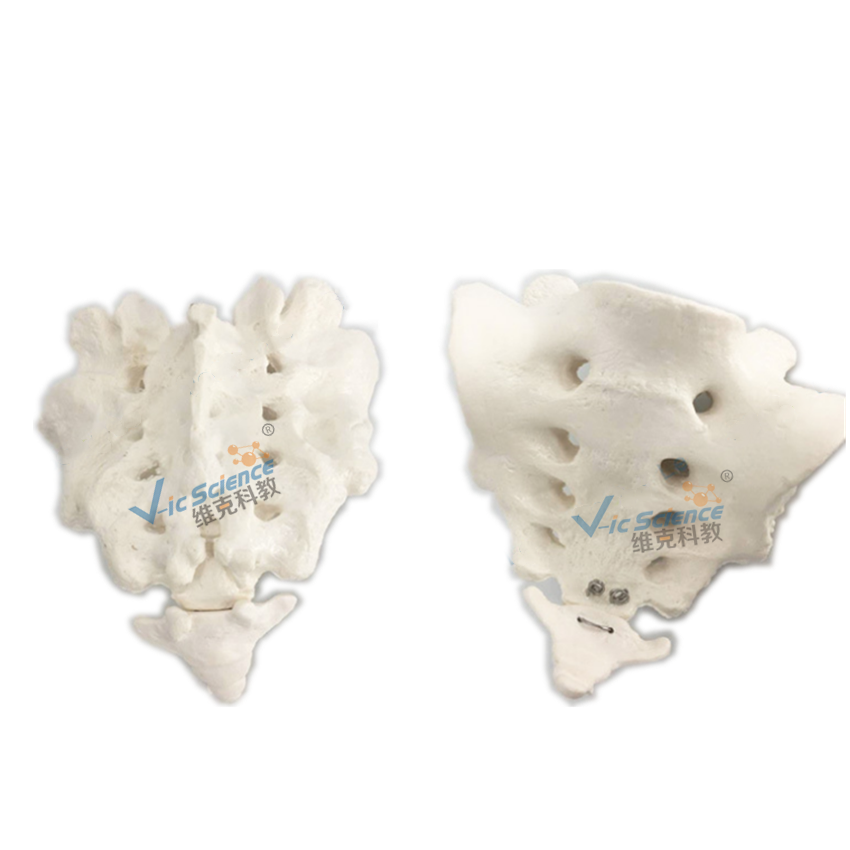 Vic Sceince Human Skeleton Sacrum Bone with Coccyx Bone Model