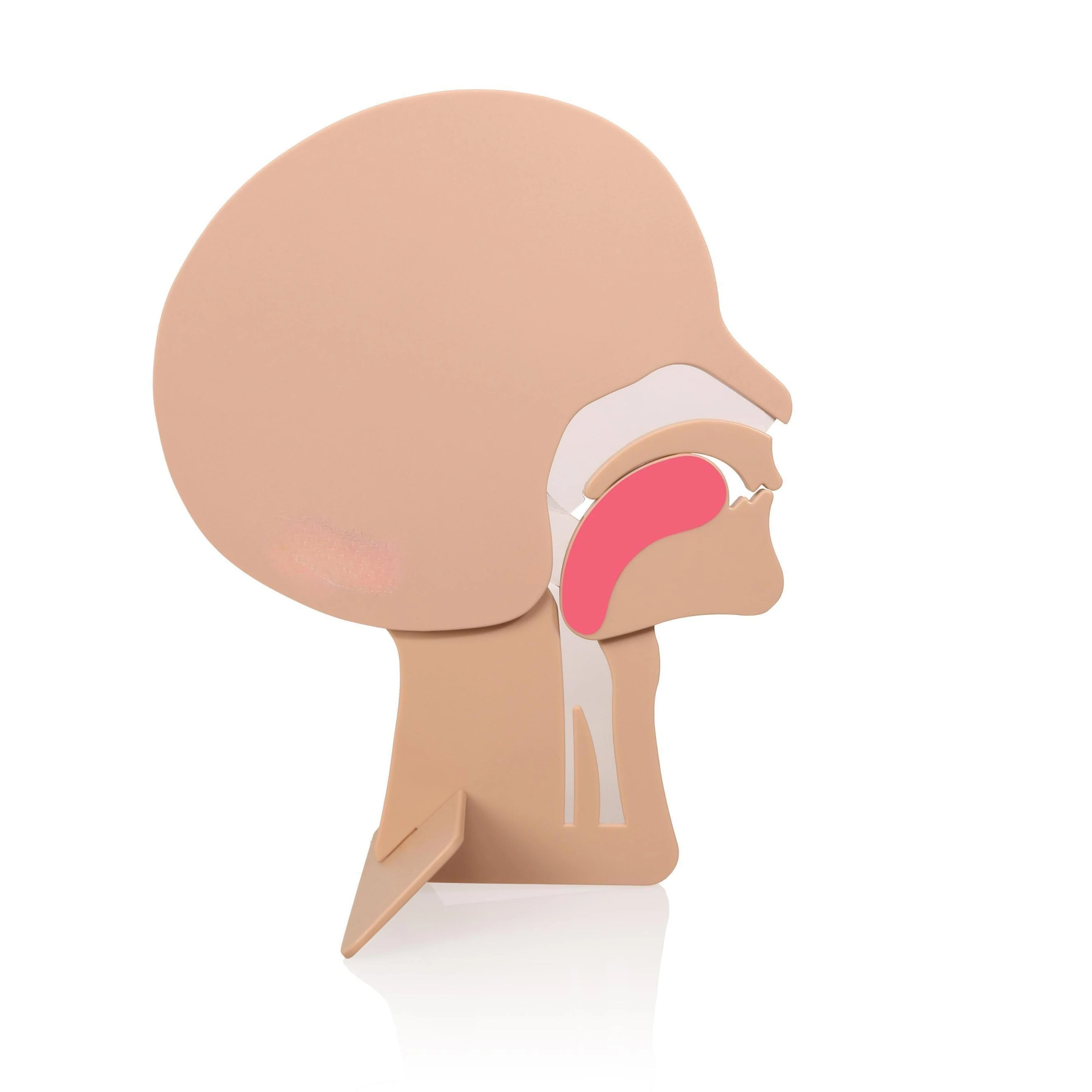 Head Section Model , First Aid Training, Model For Demonstate To Open The Airway