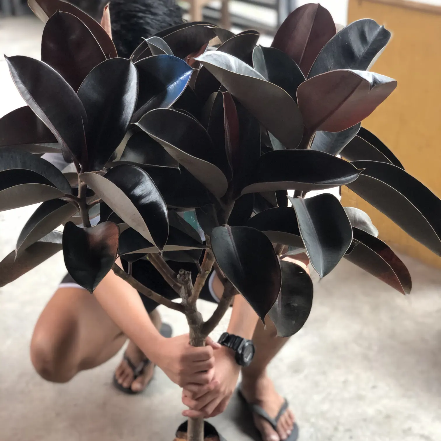 Real export live rubber tree natural plants nurseries