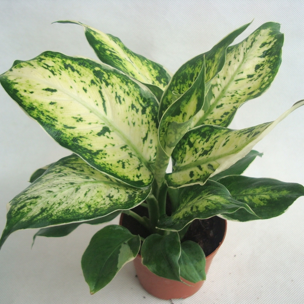Оптовая продажа Dieffenbachia picta бонсай с дешевой ценой
