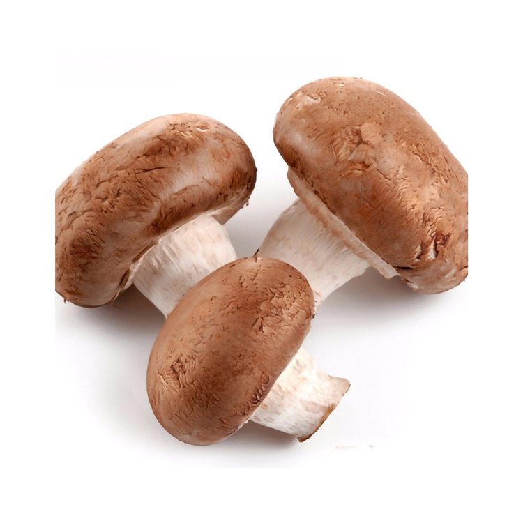 Long life High foaming Hair Free pick Grow Room Shiitake Mushroom Spawn For Household Eating