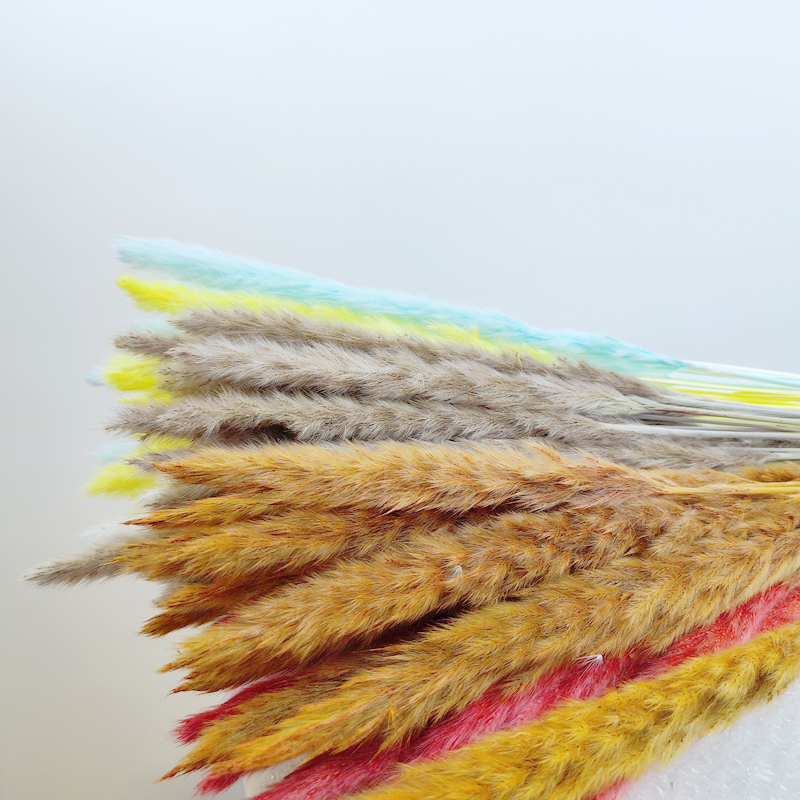 Free Sample Amazon One-Stop Service Decoration Dried Flowers Pampas Grass Factory Price For Home Decoration