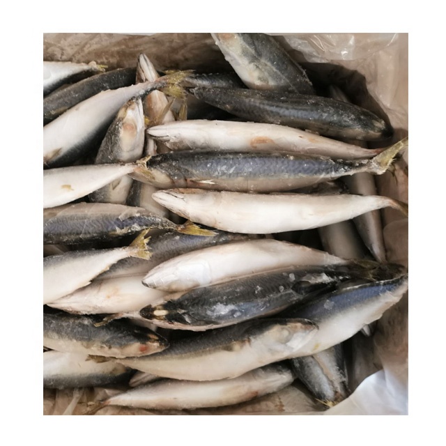 Горячая Распродажа, замороженная Тихоокеанская скумбрия, замороженная скумбрия, цена, замороженная скумбрия
