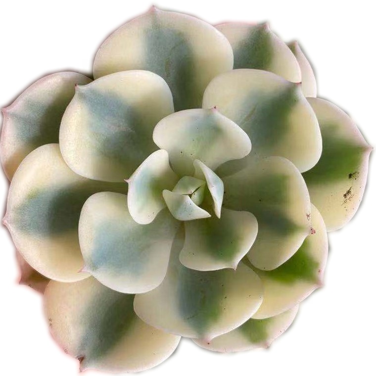 Живые суккулентные растения, оптовая продажа, Echeveria Lenore Dean, вариализированные Вуди-растения haworthia, кактус