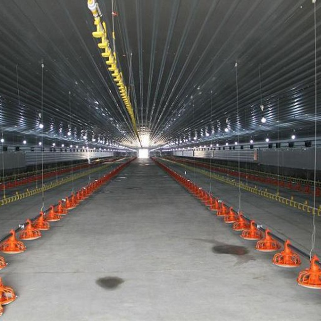 steel pipes free range hangar egg poultry chicken farms