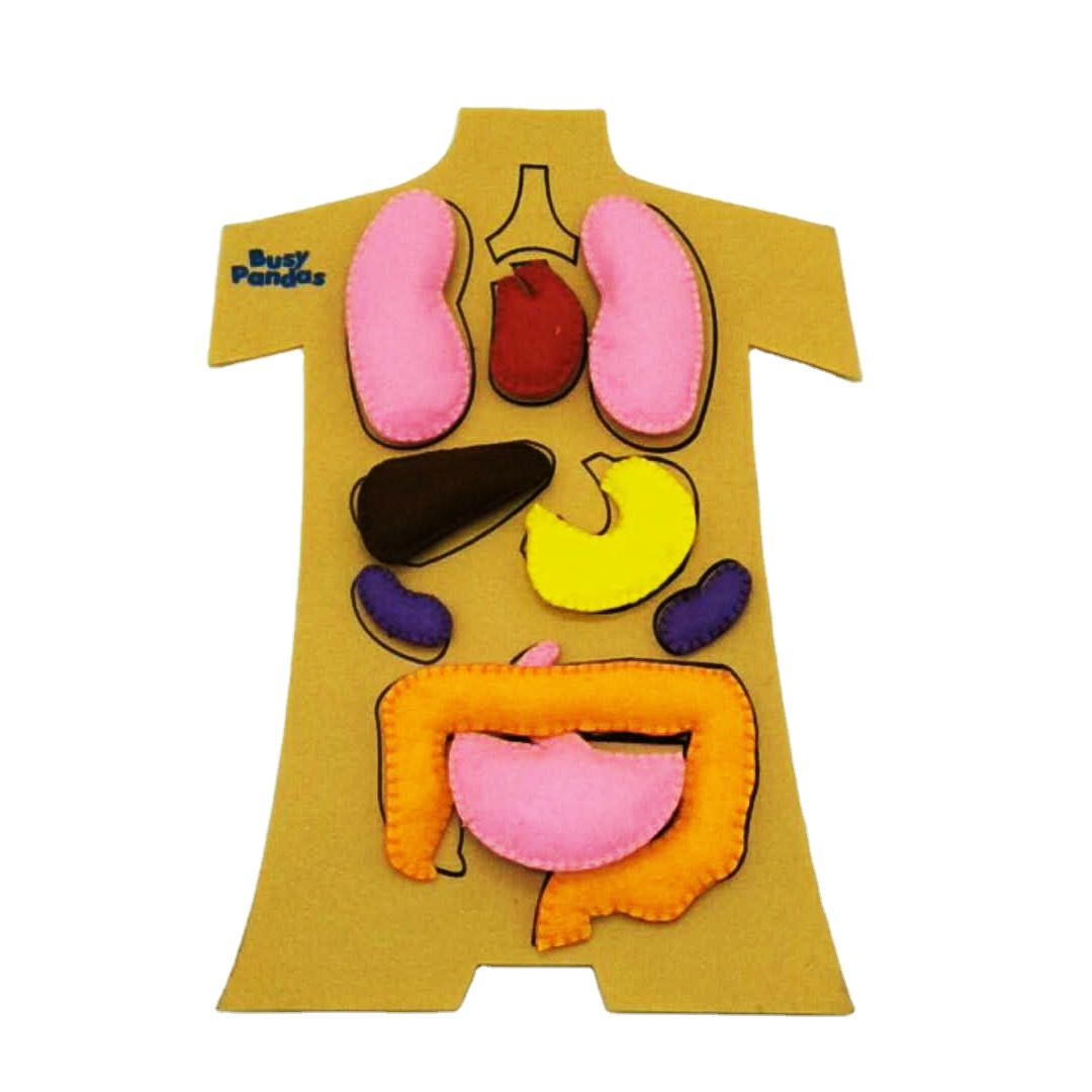 3D Handmade Diy Felt Human Body Kids Diy Education Toy Felt Human body Organ
