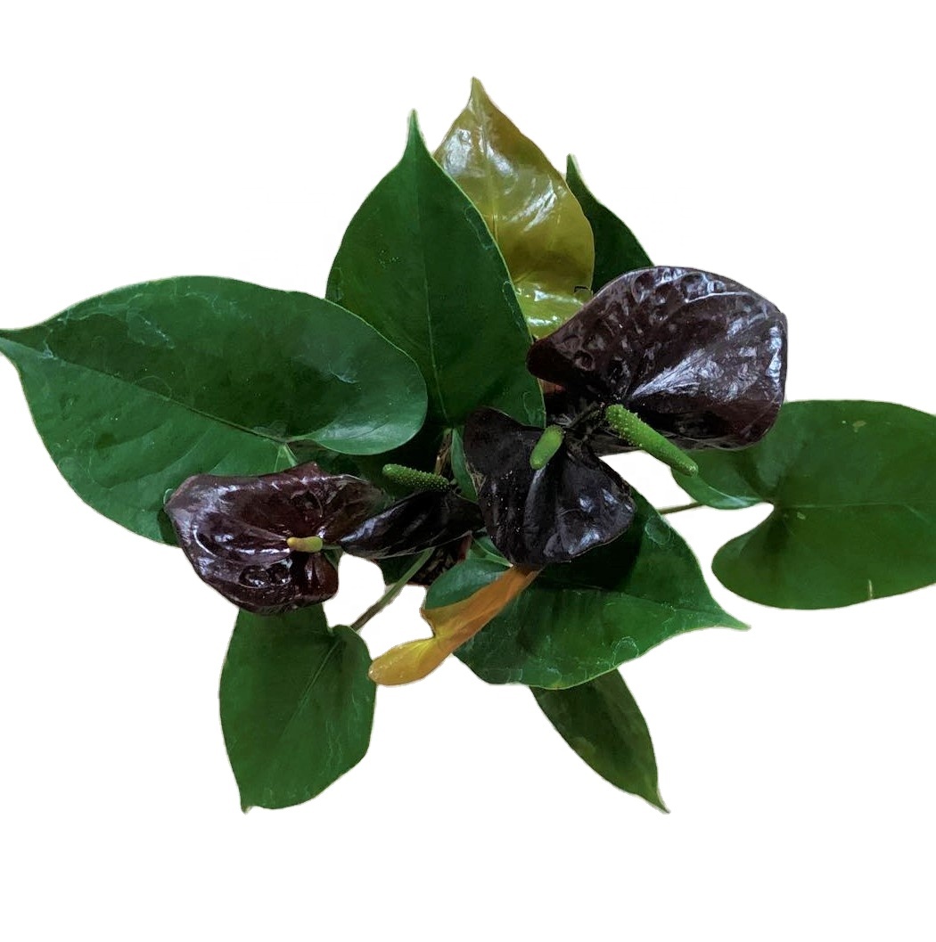 Оптовая продажа, philodendron, натуральный план, антуриум, черные живые растения для декора