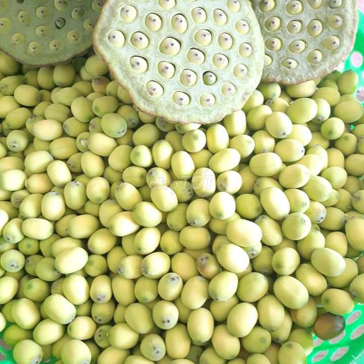 Best Price Natural Dried Lotus Seeds - Fresh Lotus seed From Vietnam