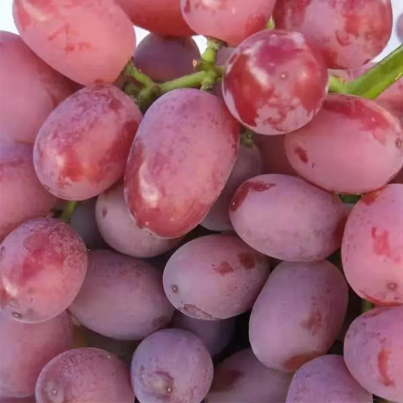 High Quality  Fresh Grapes Red Globe crimson grapes