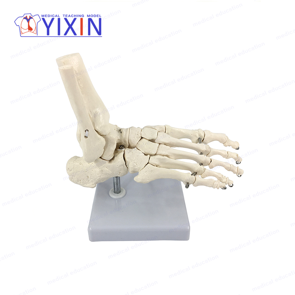YIXIN/Скелет стопы с лодыжкой, кости стопы
