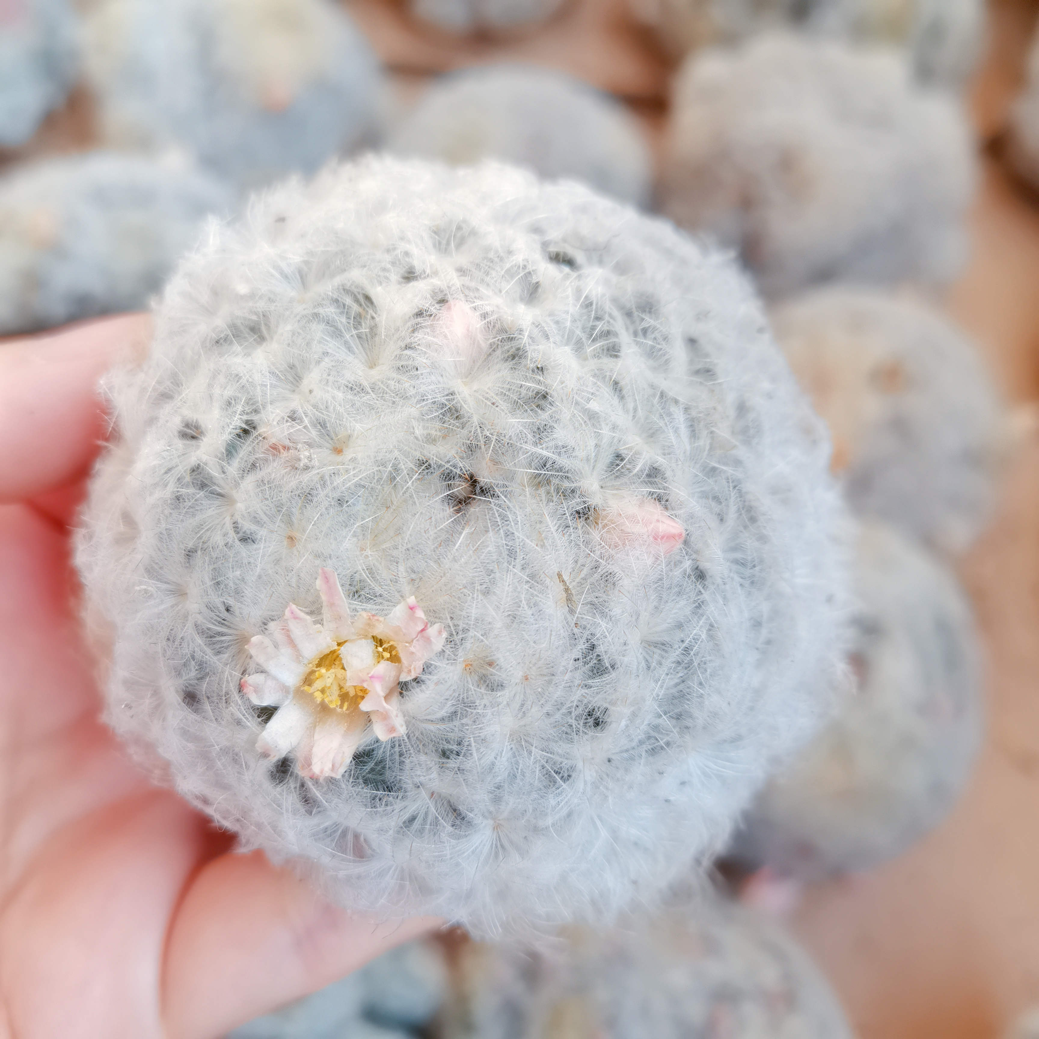 Популярный оптовый кактус Mammillaria plumosa натуральный кактус натуральные растения древесные растения
