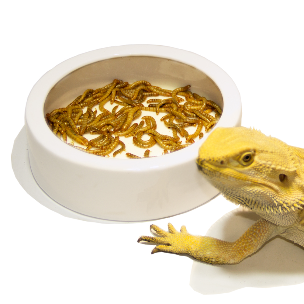 Большая керамическая миска для воды для рептилий, миска для еды для Gecko Snake Chameleon