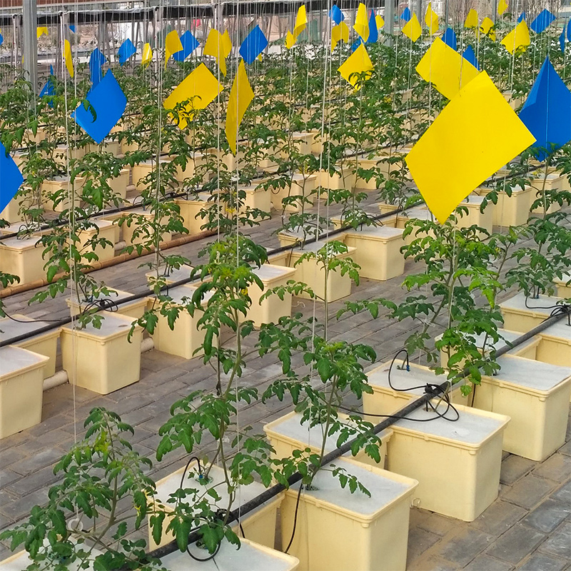 Гидропоника aquaponics, выращивание томатов, Голландская система выращивания ковша