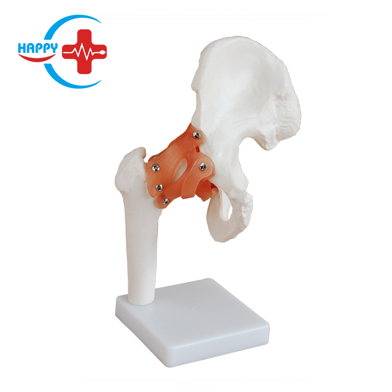 HC-S219 Premium human life-size PVC hip joint rotatable teaching model