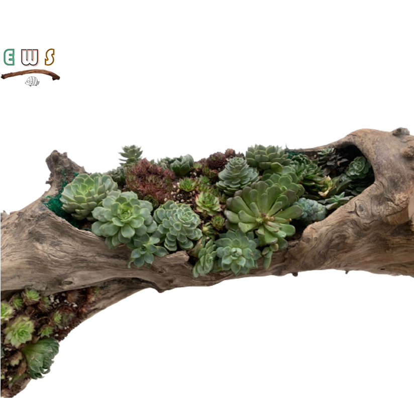High Qualilty Garden Ornamrnt Flowerpot Succulent Log Wood Planter Hollow Wood