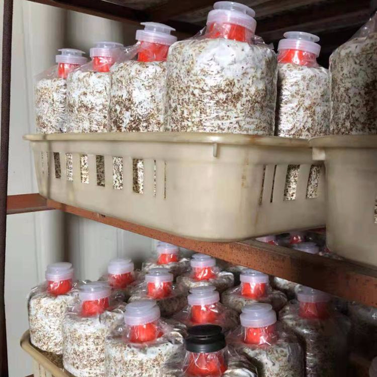 Detan высокое качество массового продукта годовой поставки pleurotus eryngii cultivainf сумки/бревна/Шпалы