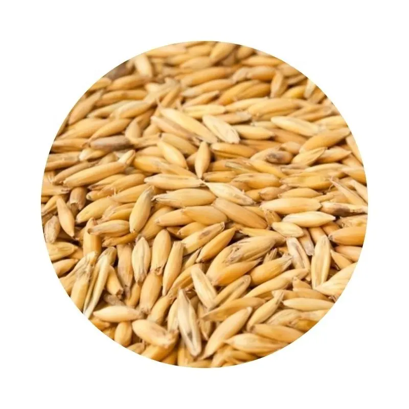 Wholesale organic russian feed oats grains