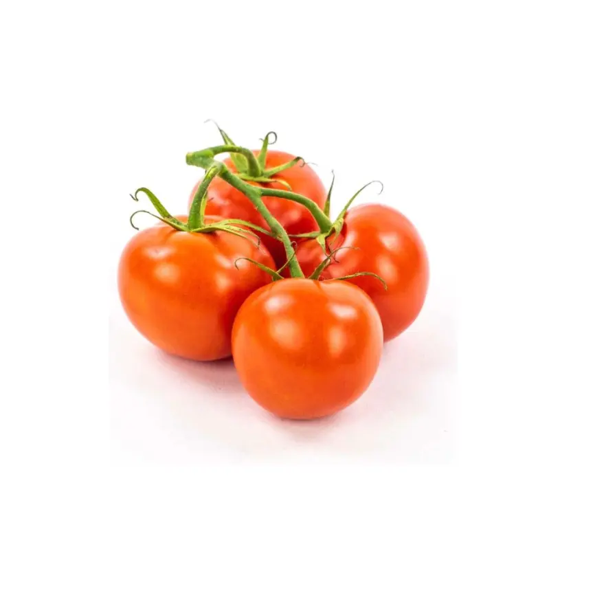 Hot Selling Cherry Plum Purple Roma Tomato Export Quality Fresh Tomato for Sale