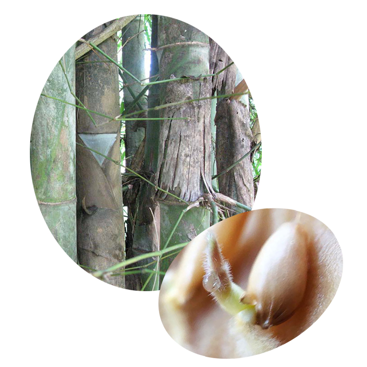 2020 Drought resistant commercial tropical plant Dendrocalamus membranaceus bamboo seeds