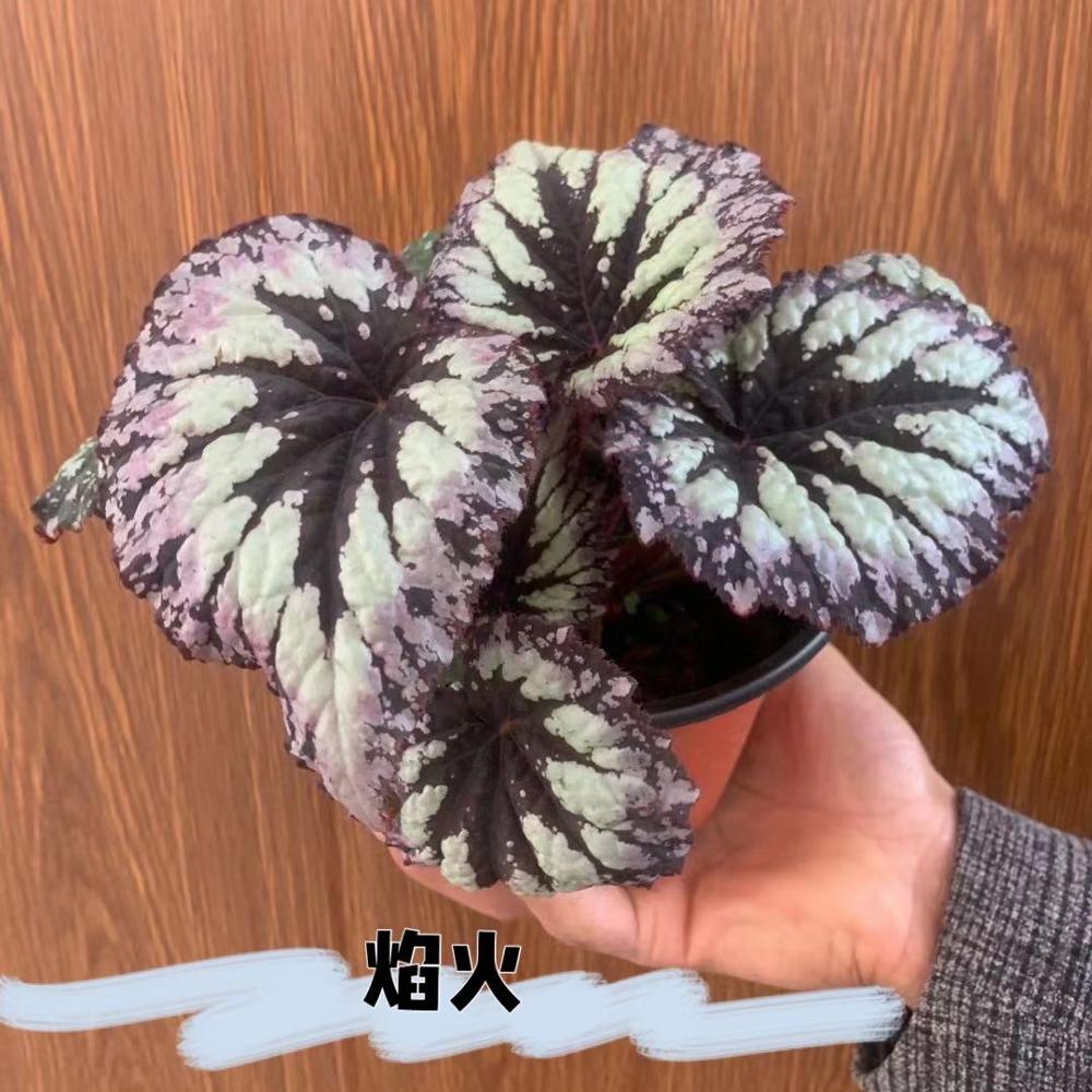 Посадочная база Прямая продажа живого корневища бегонии