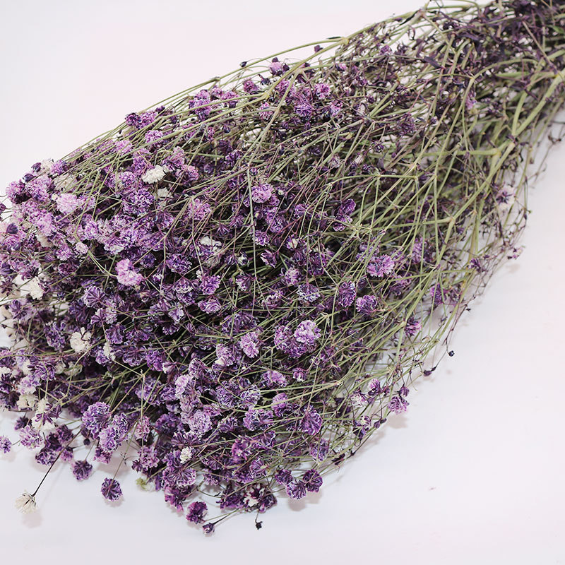 Вечный babysbreath gypsophila навсегда вечный babysbreath настоящий белый сохранившийся babysbreath