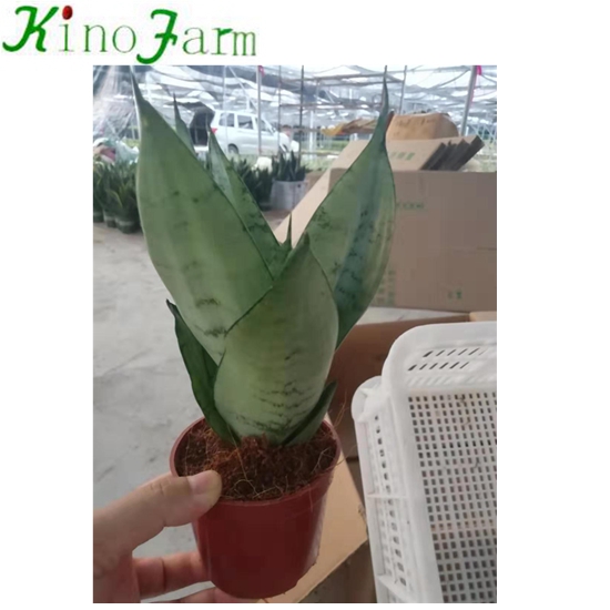 Новый ассортимент Sansevieria