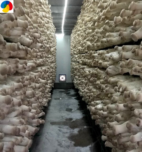 GAP certificated mushroom farm direct seller cultivated health fresh organic qihe king oyster mushroom substrate