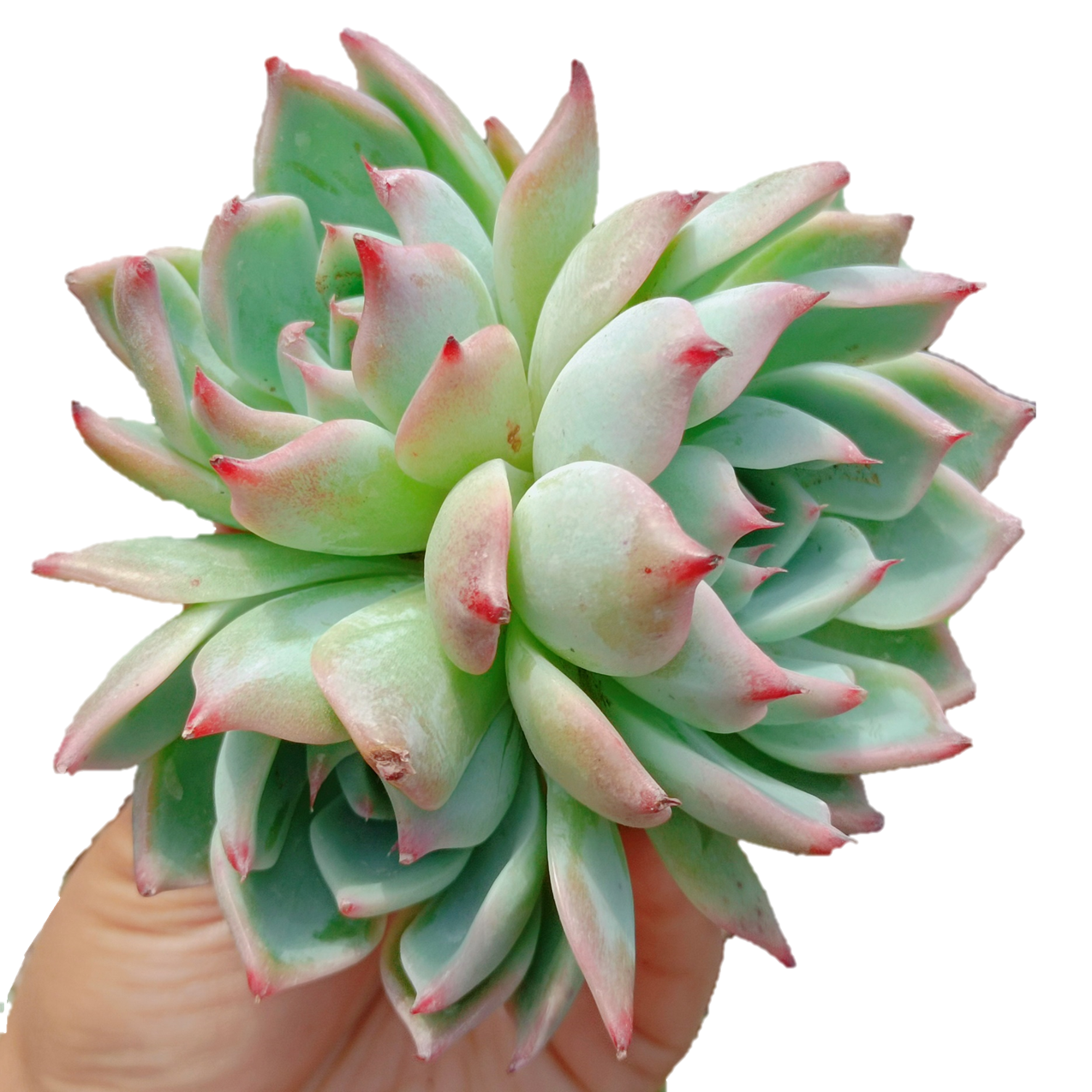Натуральные суккуленты шоколада Echeveria A142, древесные растения, Комнатные растения, декоративные растения, цветы