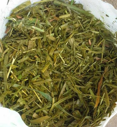 Высокопротеиновый кормовой сорт, лидер продаж, уксус, запах вьетнамского силажа кукурузы для животных