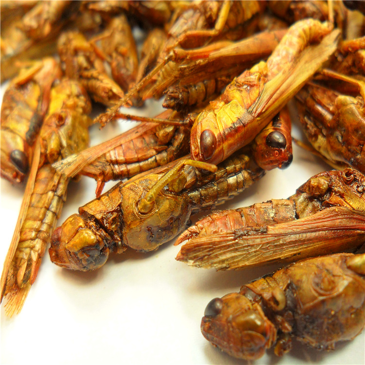 Green and Natural Dried Grasshoppers for Parrot Food